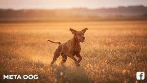 Vizsla